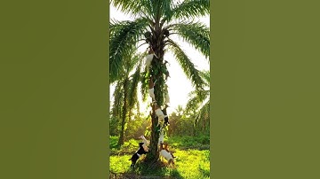Goats Climbing Palm Trees Like Acrobat Masters 🐐🌴 #animals #new #ai #nature #funny #fyp #viral