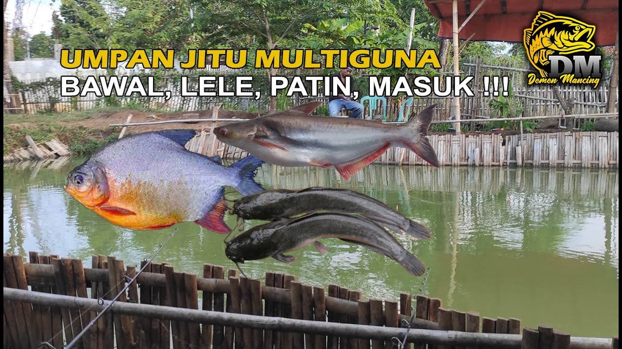 UMPAN BAWAL EMPANG HARIAN || BAWAL, LELE, PATIN MASUK‼️#umpanbawal #umpanbawalharian