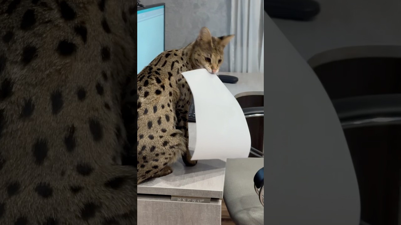 Накладной больше нет 🤷🏼