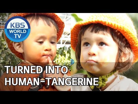 Video: Adakah anjing makan tangerine?