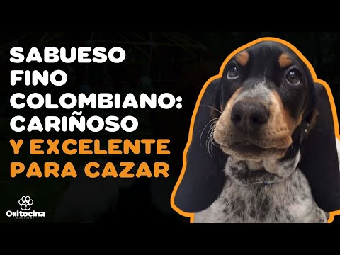 Video: ¿Por qué huelen los perros sabuesos?