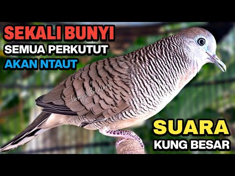 Perkutut Lokal Gacor Pancingan Ampuh