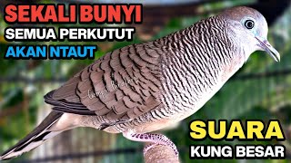 Perkutut Lokal Gacor Suara Kung Besar Pancingan Burung Perkutut Agar Bunyi.