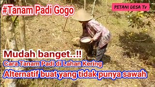 Cara Tanam Padi di Lahan Kering atau yang biasa disebut Padi Gogo