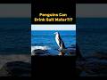 Penguins Can Drink Salt Water Penguin Animals Shorts Funfacts Penguins Can Drink Salt Water Penguin Animals Shorts Funfacts