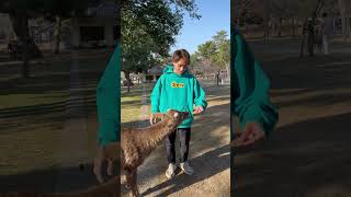Wild Deer Bows to Get Treats