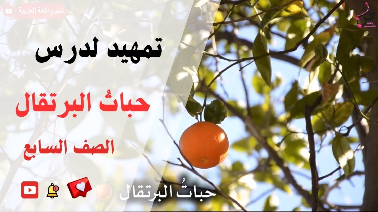 حبات البرتقال 🍊|استراتيجية التخيل
