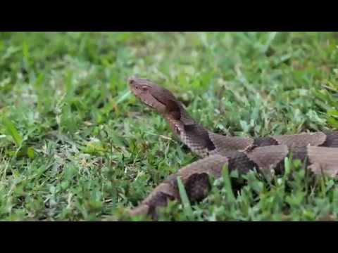 reptile care app Copperhead Relocation & Junk Part 1
