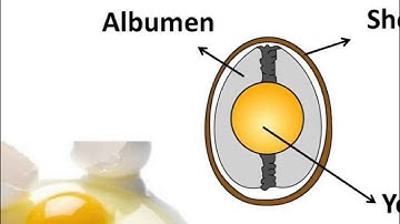 Biology - Cell introduction: its size, type and function - English