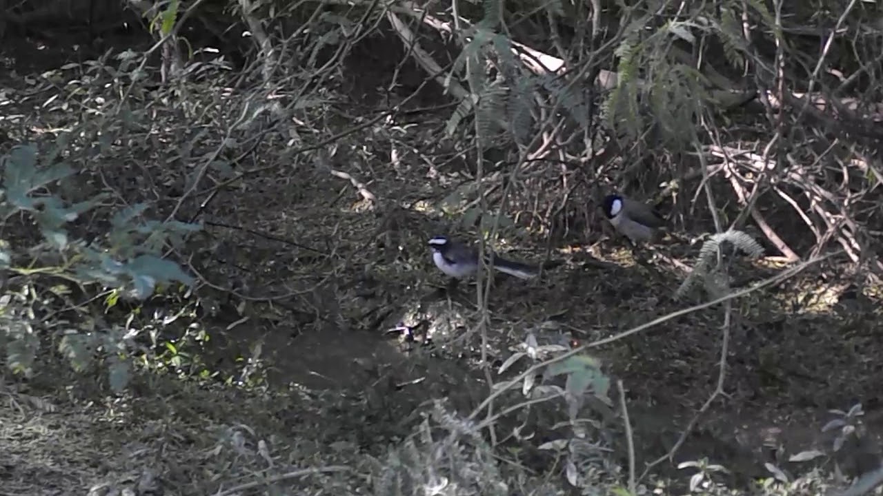 White Browed Fantail Flycatcher 
