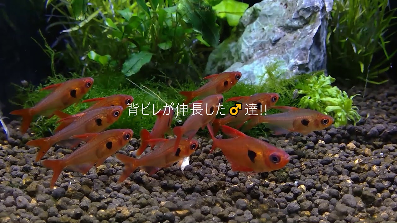 熱帯魚 元祖 レッドファントム テトラ ルブラ 激赤タイプ Wild 1匹 熱帯魚 カラシンｗild Aqua F東京店通販ショップ