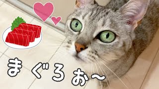 マグロがあるときはデレマロちゃん撮り放題です！