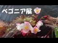 ベゴニア展（手柄山温室植物園） の動画、YouTube動画。