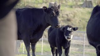 Ag Matters: Why does methane matter?