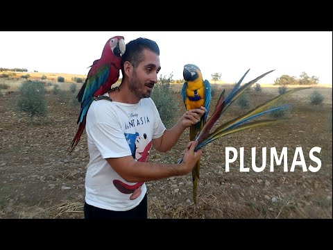 🦜¿Cuándo mudan las PLUMAS los LOROS?✅