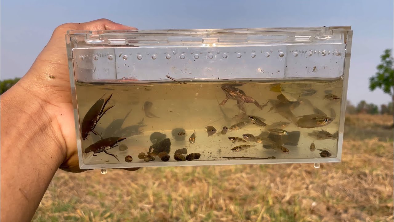 Fish Catching Insect Let’s find insects in the water! Catching and releasing insects and ...