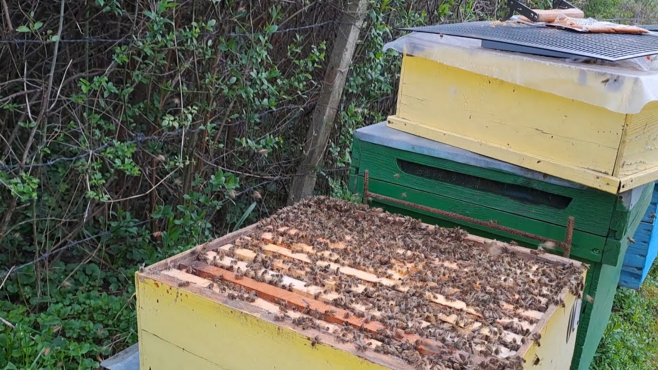 Cum mențin dezvoltarea stupilor în perioade reci ? Ce le dau ? Iată și rezultatul