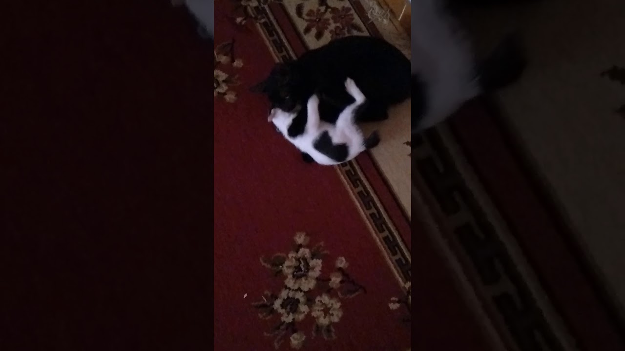 Hitam putih - YouTube