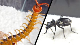 當可愛小甲蟲遇到蜈蚣！Cute little beetle VS centipede
