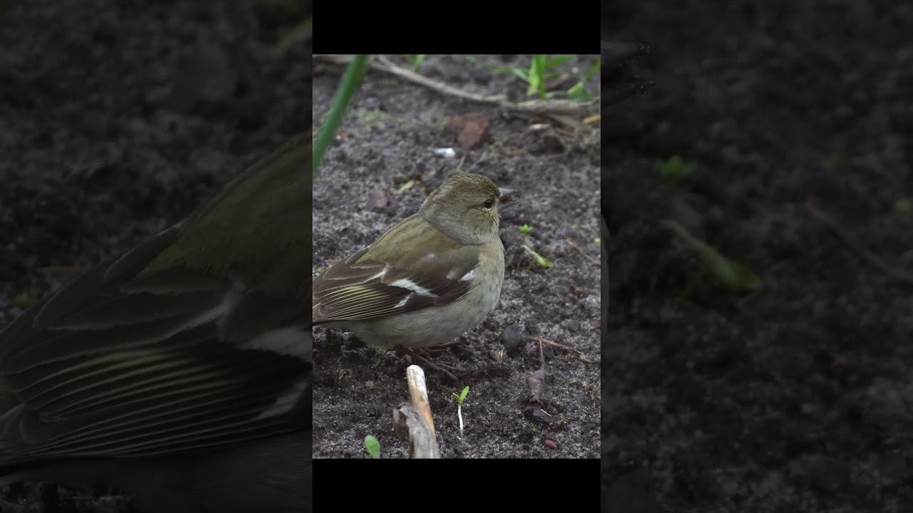 Chaffinch, a female songbird of the finches family 