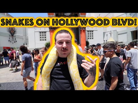 I BROUGHT A GIANT SNAKE TO HOLLYWOOD BLVD!! (vlog 90) (Burmese python)