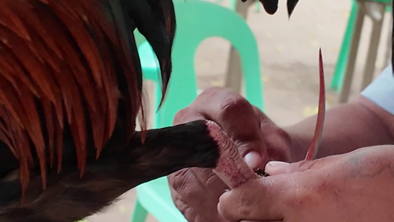 Rooster is equipped with knife for fighting (Bantayan Island)