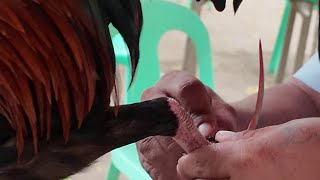 Rooster Is Equipped With Knife For Fighting Bantayan Island