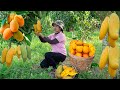 Harvesting green mango to the market to sell  gardening growing vegetables lucias daily life