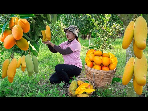 Harvesting Green mango to the Market to Sell  Gardening growing vegetables! Lucia's daily life