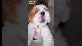Baby Dogs - Cute and Funny Dog Videos Compilation #3 | Aww Animals 2021