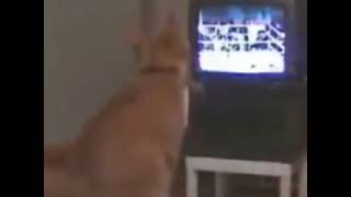 Taktik Maktik Yok Bam Bam