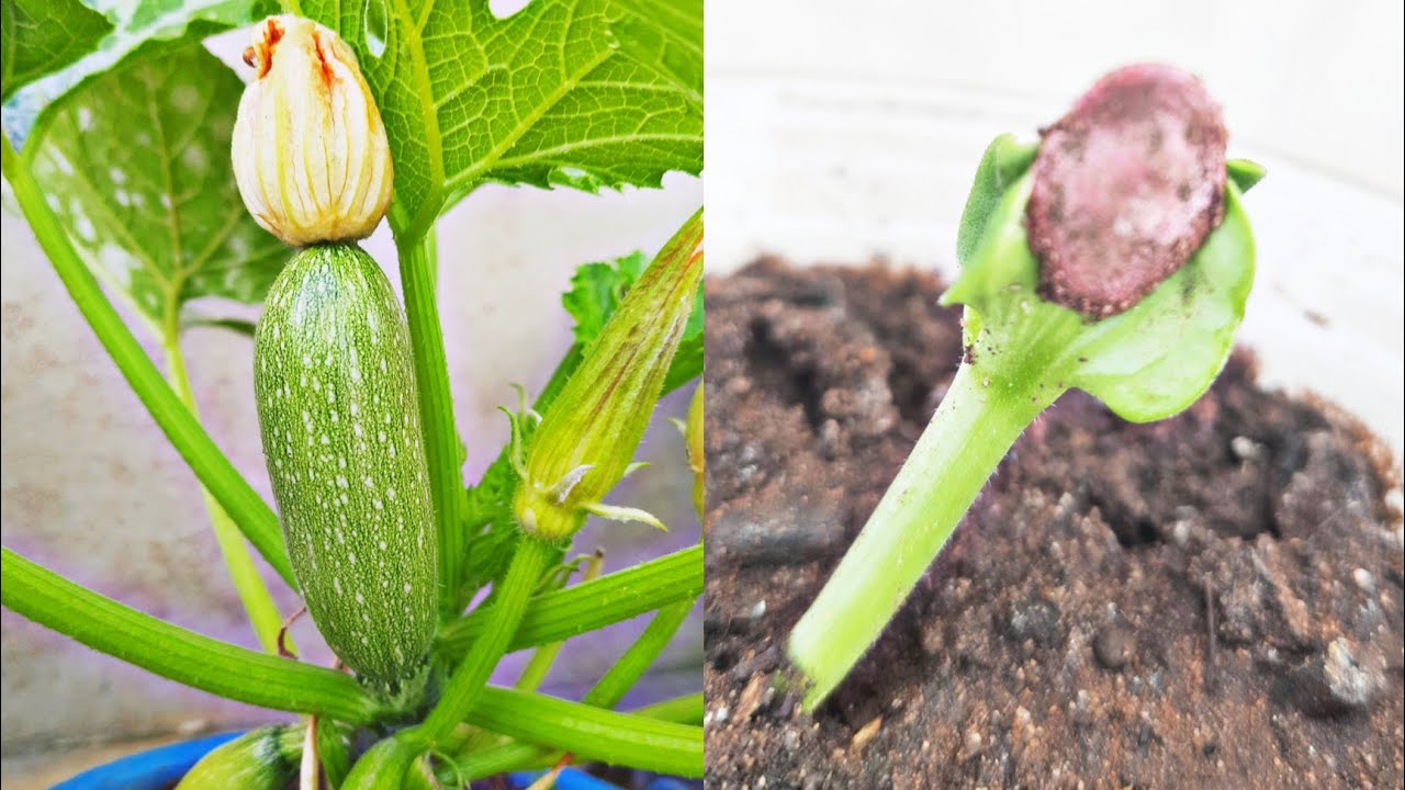 زراعة القرع الاخضر او الكوسا في المنزل(كورجيت) cultiver des corgettes a la maison