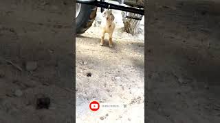 Whos He Trying To Hide Fromcutefarmanimal animals cute