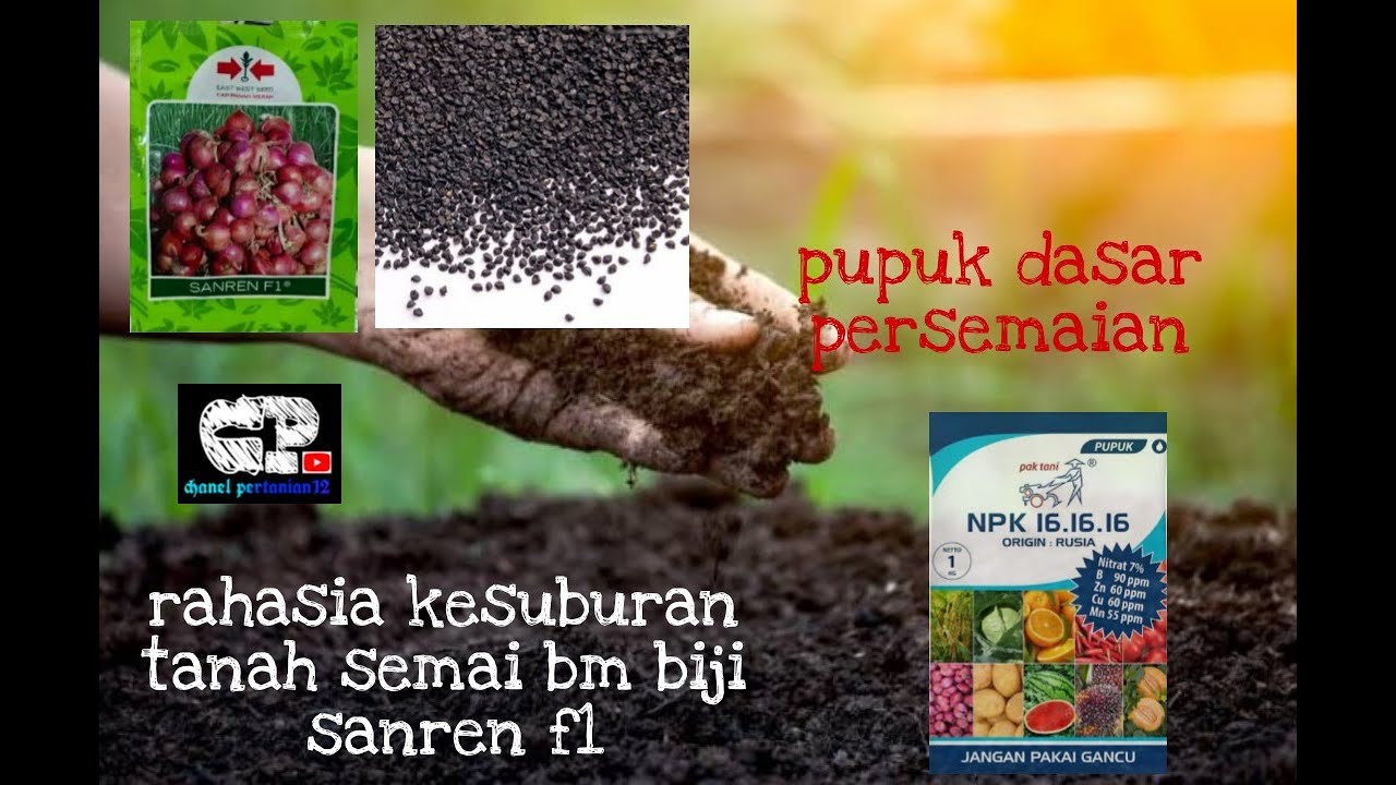 pemberian pupuk dasar semaian bawang merah dari biji sanren f1 cap