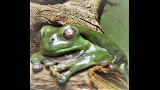 Märchen Der Froschkönig Von Den Brüdern Grimm