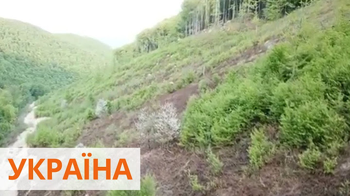 Вирубка лісів в Карпатах: чи можна перемогти мафію і схеми вивезення деревини