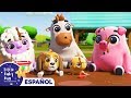 Granja de Animales ¡NUEVA! | PABLO y DAISY la Vaca | Canciones Infantiles | Little Baby Bum Español