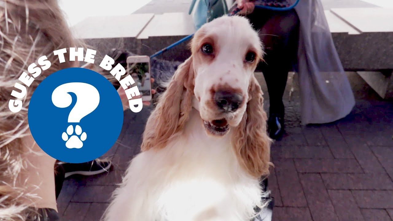 kennel club cocker spaniels for sale