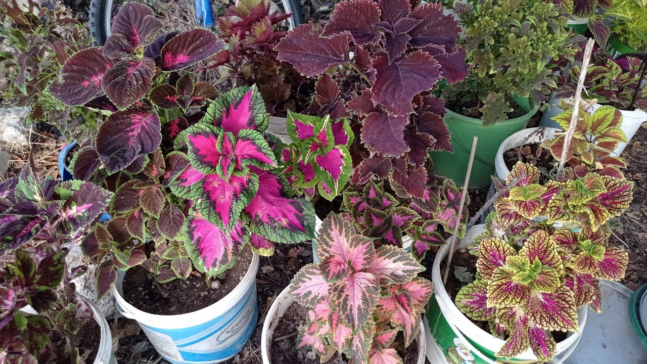 özel tür yaprak gözelim kırldı saksıları ve toprak deyişimi yapdım