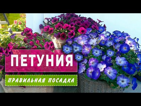 Бейне: Үйде петуния көшеттерін қалай отырғызу керек