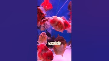 🐟 Goldfish: Memory Myth Busted