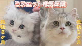 ミヌエットの成長記録生後ヶ月〜ヶ月をまとめましたkitten growth record