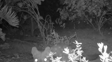 Trail camera footage of the Chuditch, also known as the Western Quoll (Dasyurus geoffroii)