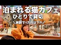 【ひとり】1万円以下で猫カフェ貸切＆宿泊してきた｜保護猫カフェネコリパブリック大阪｜全国旅行支援
