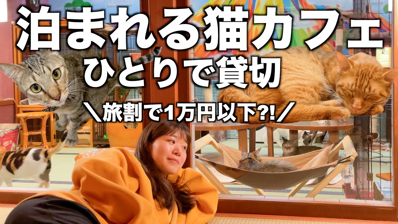 ひとり 1万円以下で猫カフェ貸切 宿泊してきた 保護猫カフェネコリパブリック大阪 全国旅行支援 Youtube