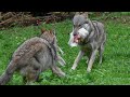 Wolf eats a whole chicken with wild speed.Волк съедает целую курицу с дикой скоростью
