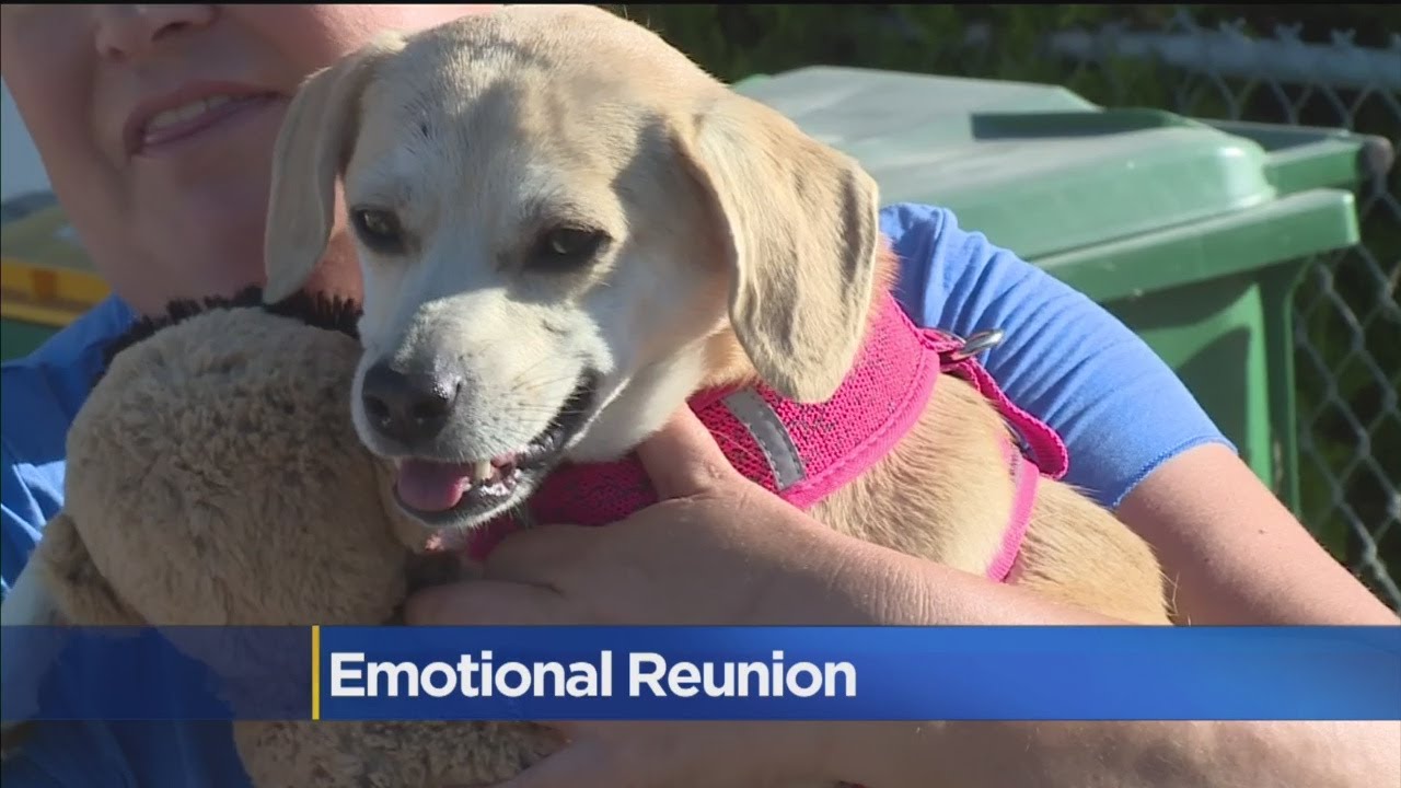 Stolen Dog Reunited With Owner - YouTube