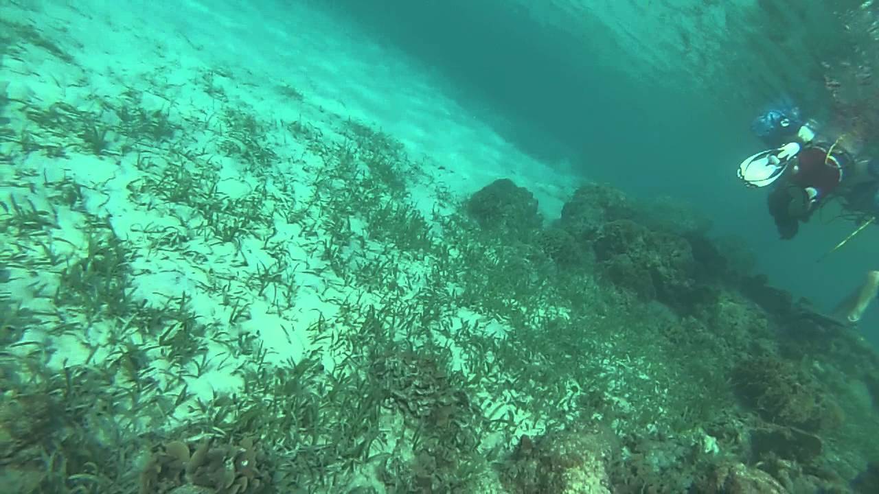 Snuba Roatan SNUBA in Roatan 3 - YouTube