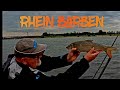 Ruhrpott-Angeln am Rhein auf krasse Barben