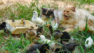 My babies enjoys watching duckling swim & play | Cute & funny cats 😁💞